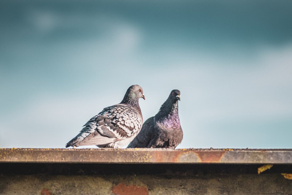 Dos palomas